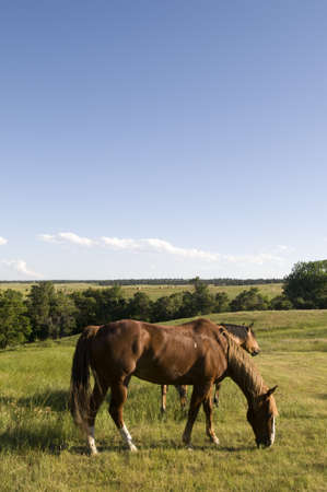 horses grazing grassの写真素材