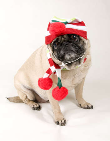 Christmas Pug Portraitの写真素材