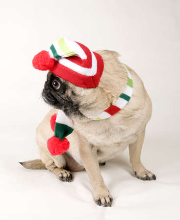 Christmas Pug Portraitの写真素材