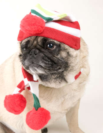 Christmas Pug Portraitの写真素材