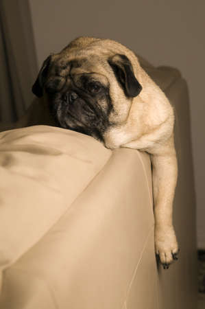 Pug Hanging Out on Couchの写真素材