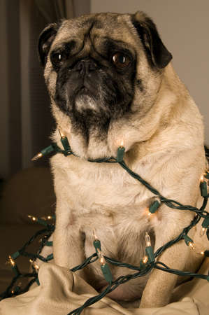 Pug Wrapped in Lights with Expressive Faceの写真素材