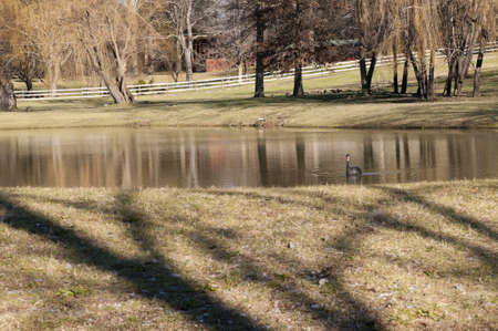 Lake in Ohio with Black Swanの写真素材