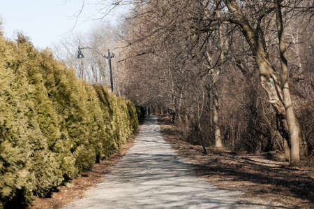 Trail Through Treesの写真素材