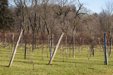 New Grape Vines at Wineryの写真素材