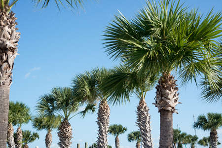 Palm Treesの写真素材