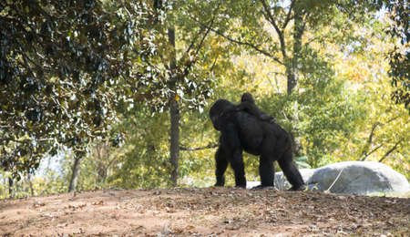 Gorilla and Baby at Atlanta Zooの写真素材