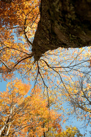 Under Fall Tree