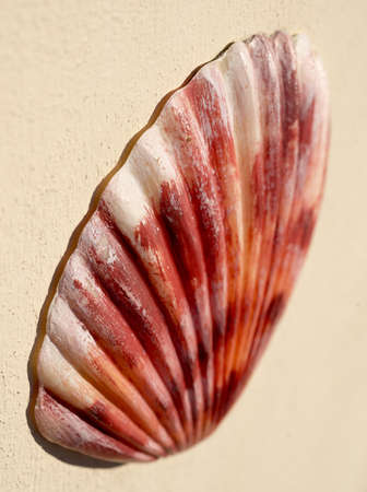 Shell