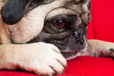 Pug Laying Downの写真素材