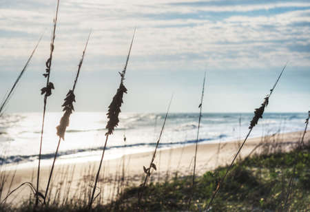 Canaveral National Seashore in Floridaの写真素材