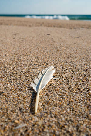Feather on Beachの写真素材