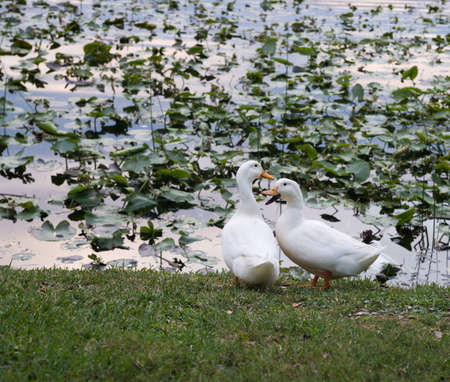 Ducks at Lake Lily Park in Maitland, Floridaの写真素材