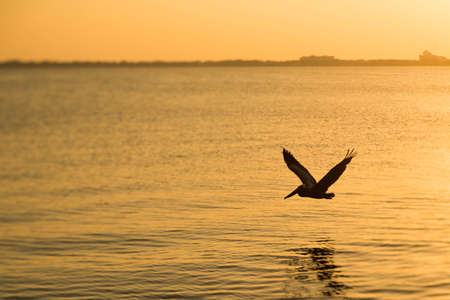 Pelican at Sunsetの写真素材