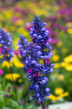 Purple Flowerの写真素材