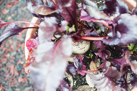 Red Beetsの写真素材