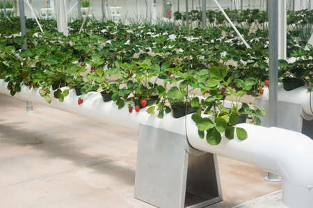 Growing Strawberries Hydroponicallyの写真素材