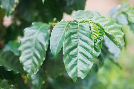 Coffee Plantの写真素材