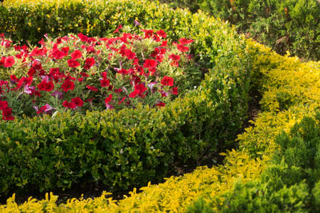 Shrubsの写真素材