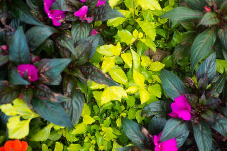 Green Plants with Colorの写真素材