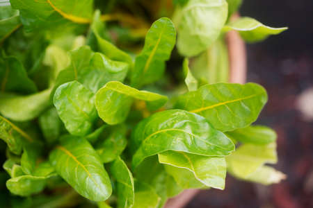 Yellow Chardの写真素材