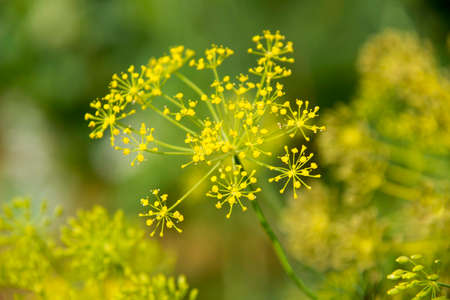 Dill Herbの写真素材