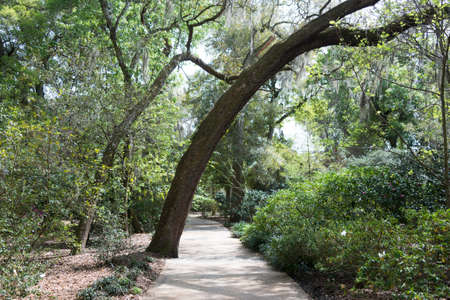 Nature Trail in Floridaの写真素材