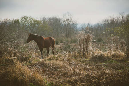 Wild Horse in Floridaの写真素材