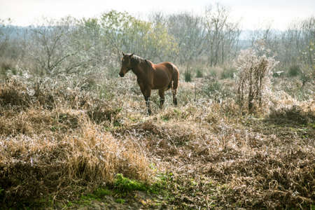 Wild Horse in Floridaの写真素材
