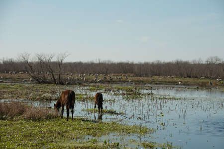 Wild Horses in Floridaの写真素材