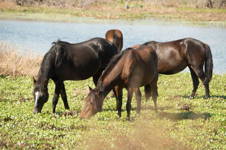 Wild Horses in Floridaの写真素材
