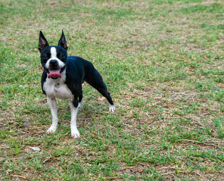 Cute Boston Terrier Puppy, Outside on the Grass.の写真素材
