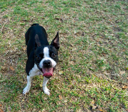 Cute Boston Terrier Puppy, Outside on the Grass.の写真素材