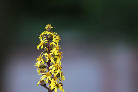 flowerの写真素材