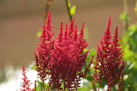 red plantの写真素材