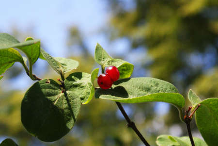 fruit from forestの写真素材
