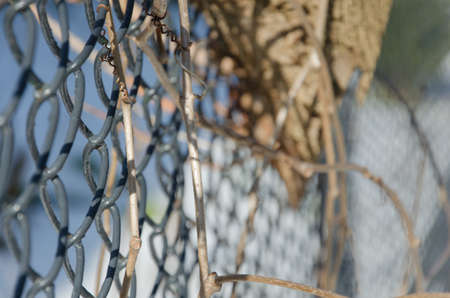 Blue mesh. Fence on a background of the blue sky.の写真素材