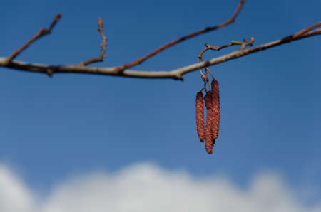 Spring - the first signs - the end of winter