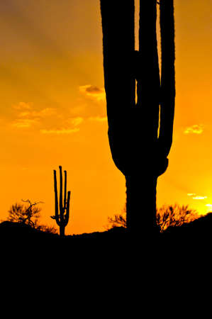 Arizona Sunsetの写真素材