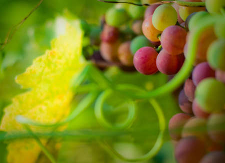 Flame Grapes