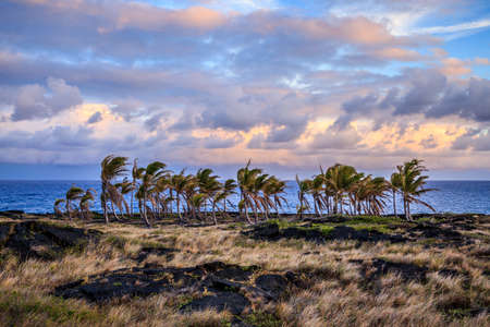 Hawaiian Sunset with Palm Trees in a Lava Fieldの写真素材