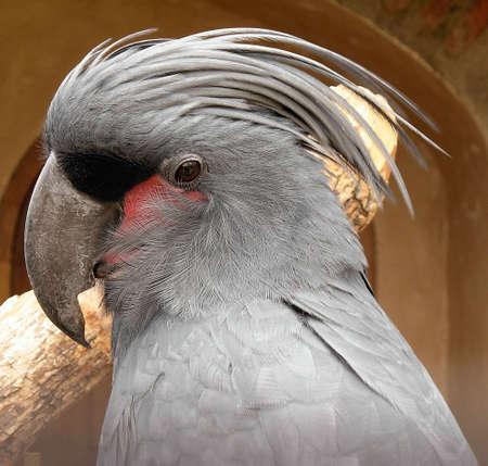 Grey Cockatoo headshot