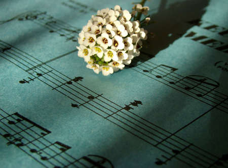               Honey flower on sheet music                 の写真素材
