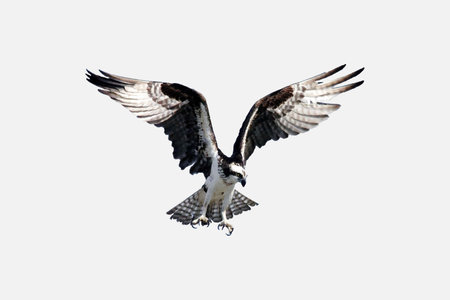 Osprey (Pandion haliaetus) in flight on a white backgroundのイラスト素材