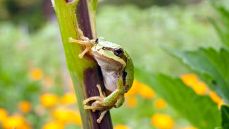 A tiny green tree frog sitting on a plant's branch outside.の写真素材