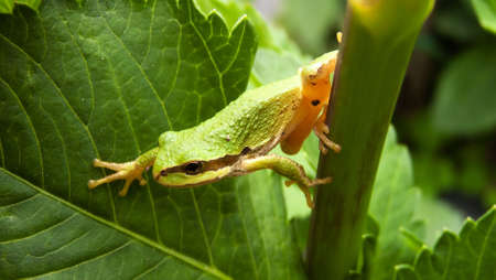 A small green tree frog climbing from leaf to leaf.の写真素材