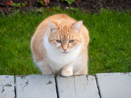 Ginger cat ready to pounceの写真素材