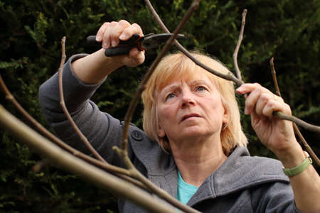 Senior pruning treeの写真素材