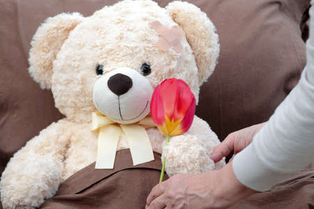 Giving sick patient (plush bear) flower.の写真素材