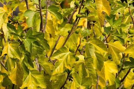 A Desert King fig tree with leaves and unripe fruit in Octoberの写真素材
